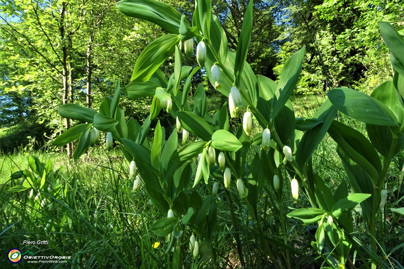 86 Molte piante fiorite del Sigillo di Salomone (Polygonatum multiflorum).JPG